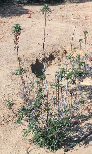 Detailed Picture 6 of Crimson-spot Rockrose
