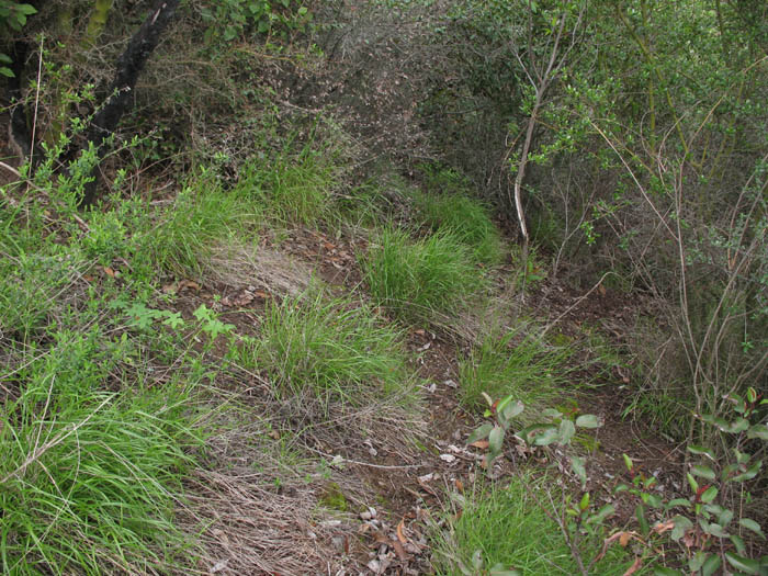 Detailed Picture 6 of Little California Melica