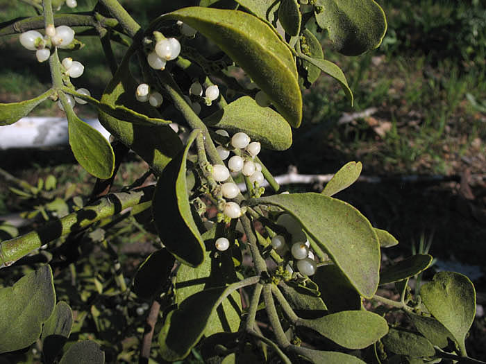 Detailed Picture 5 of Sycamore Mistletoe