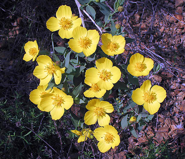 Detailed Picture 5 of Tree Poppy
