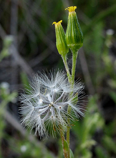 Detailed Picture 3 of California Groundsel