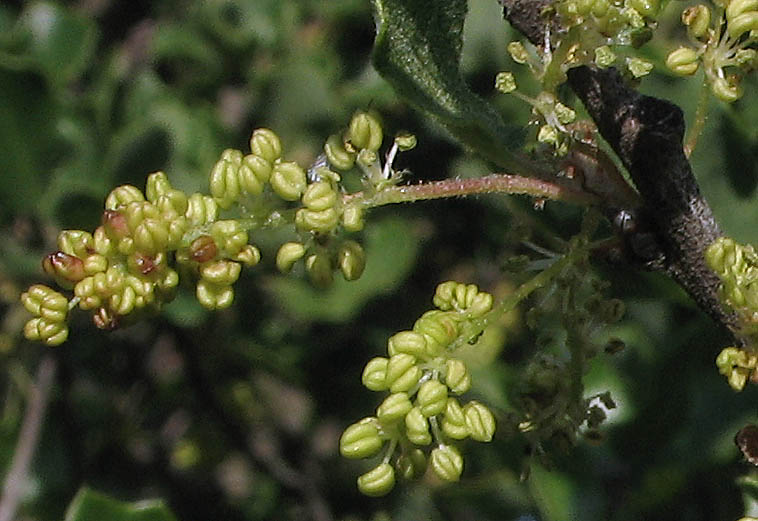 Detailed Picture 1 of Scrub Oak