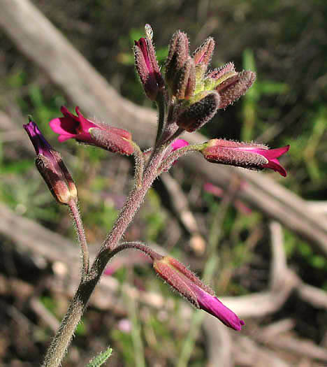 Detailed Picture 4 of Rock Cress