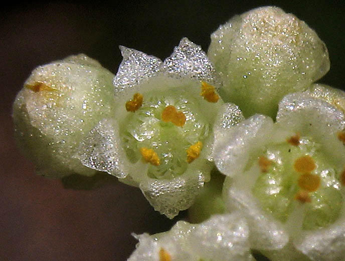 Detailed Picture 1 of Field Dodder