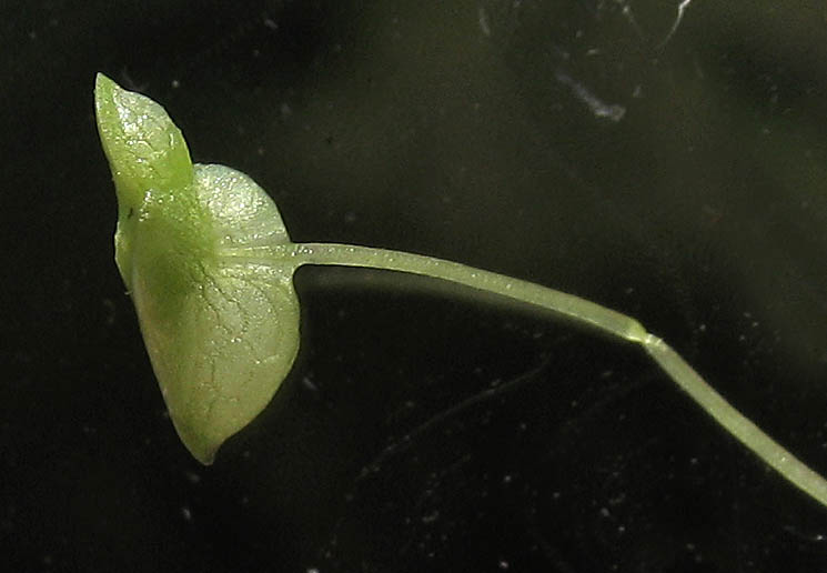 Detailed Picture 5 of Inflated Duckweed