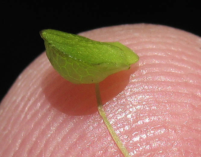 Detailed Picture 4 of Inflated Duckweed