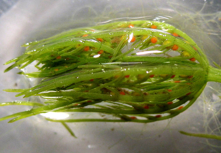 Detailed Picture 1 of Chara Algae