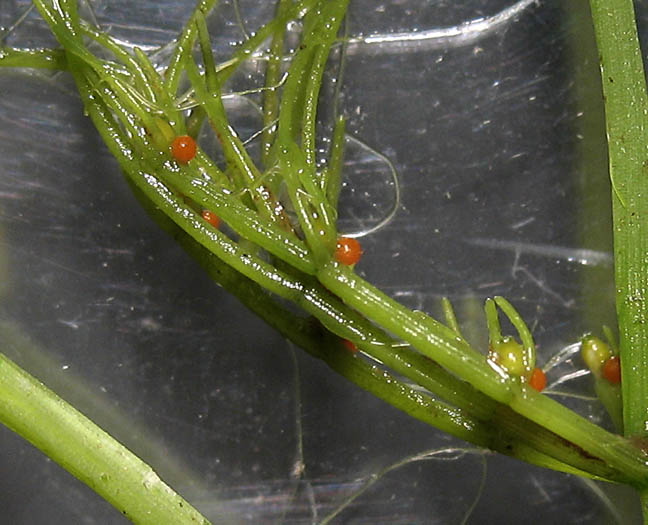 Detailed Picture 3 of Chara Algae