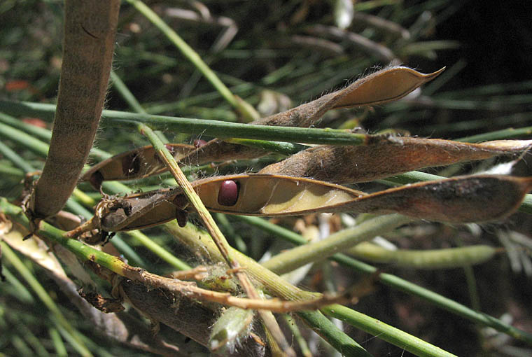 Detailed Picture 5 of Spanish Broom