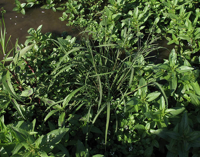 Detailed Picture 4 of Bearded Sprangletop