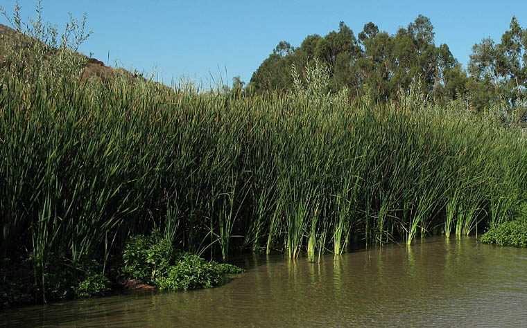 Detailed Picture 2 of Narrow-leaved Cattail