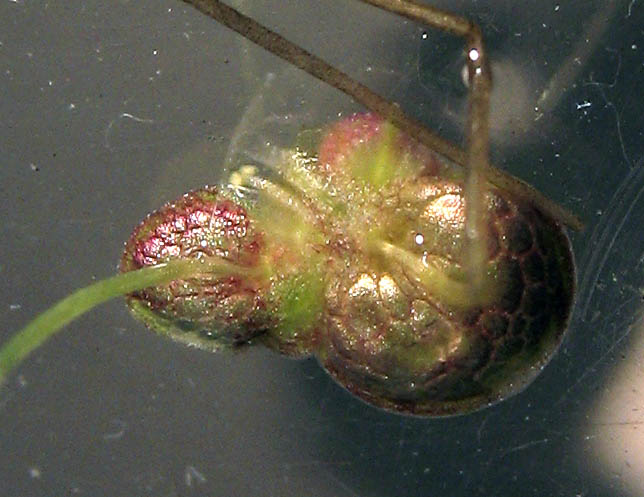 Detailed Picture 9 of Inflated Duckweed