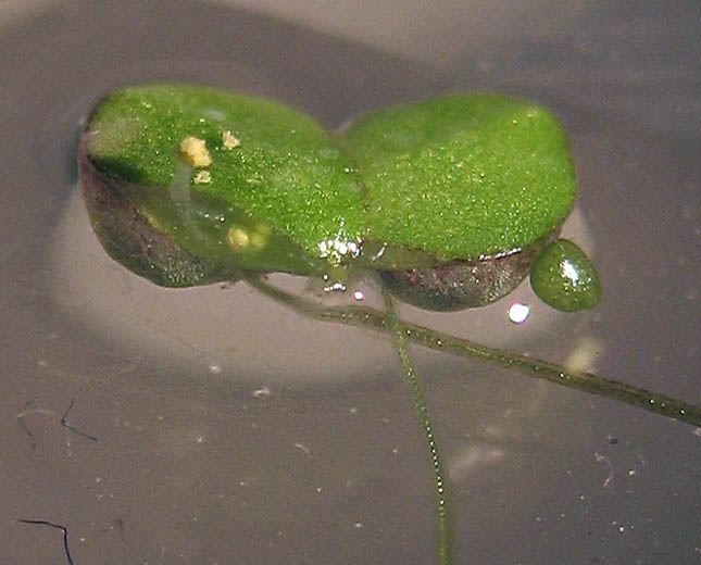 Detailed Picture 8 of Inflated Duckweed