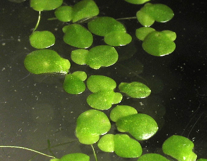 Detailed Picture 3 of Water Lentil