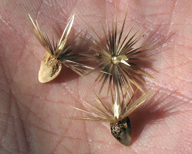 Detailed Picture 8 of Woolly Distaff Thistle
