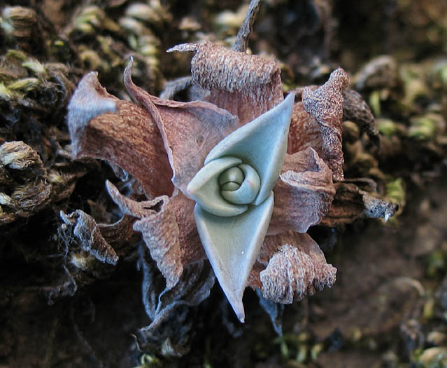 Detailed Picture 7 of Canyon Dudleya