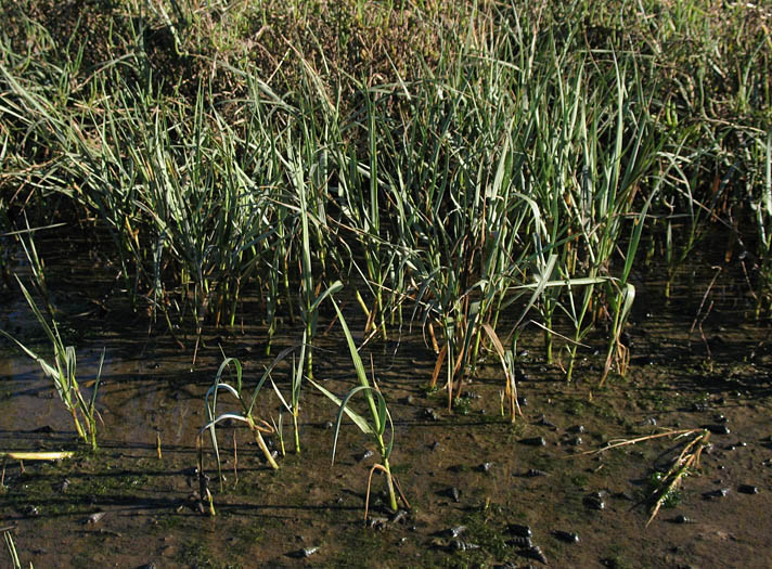 Detailed Picture 5 of California Cord Grass