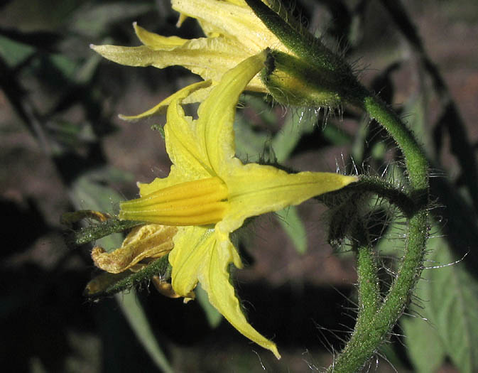 Detailed Picture 2 of Tomato