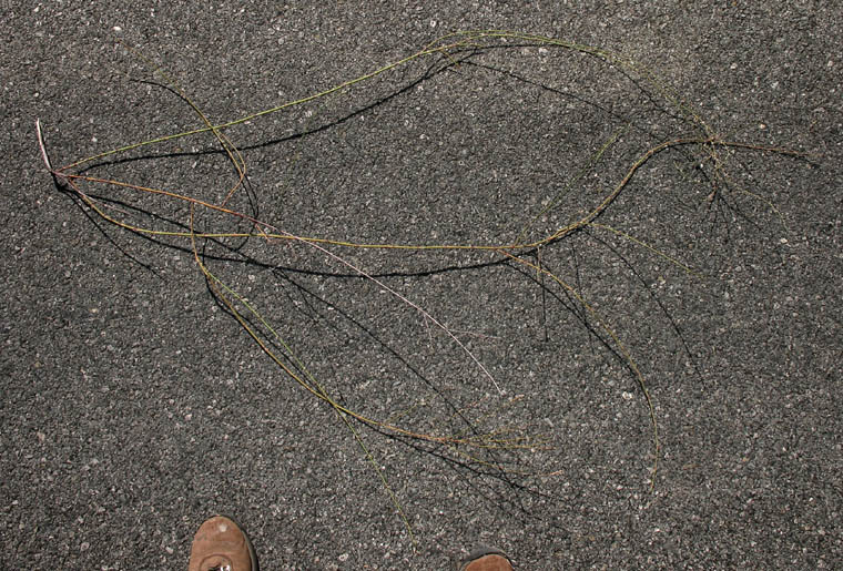 Detailed Picture 6 of Persian Knotweed