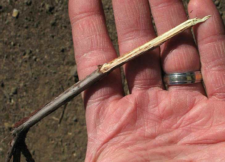 Detailed Picture 7 of Persian Knotweed