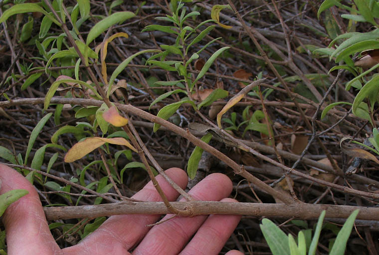 Detailed Picture 6 of San Diego Marsh-elder