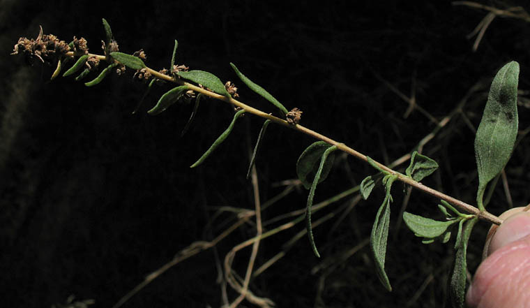 Detailed Picture 4 of San Diego Marsh-elder