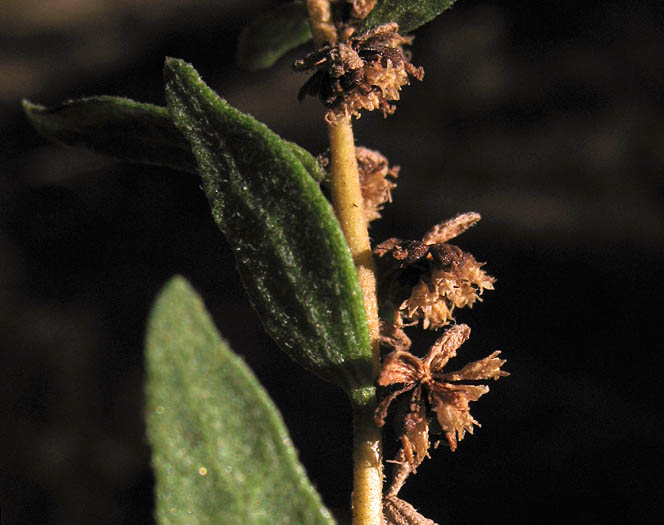Detailed Picture 3 of San Diego Marsh-elder