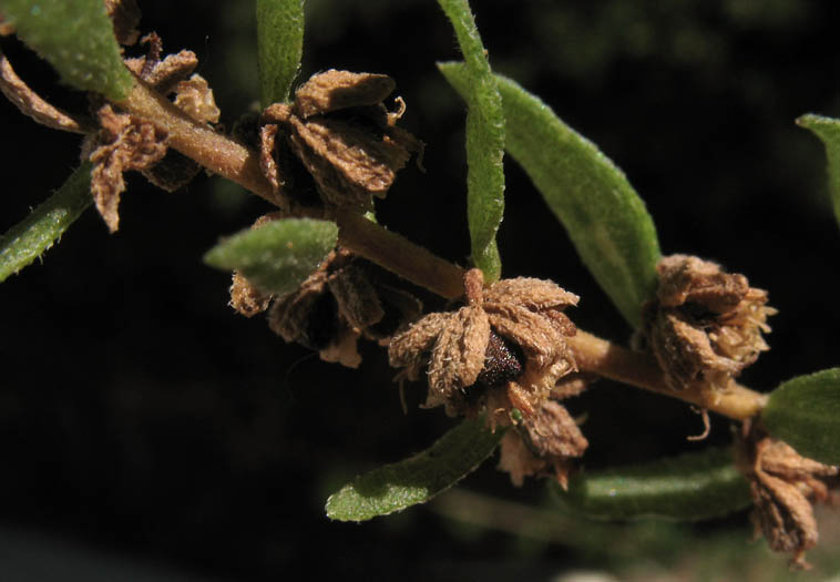 Detailed Picture 2 of San Diego Marsh-elder