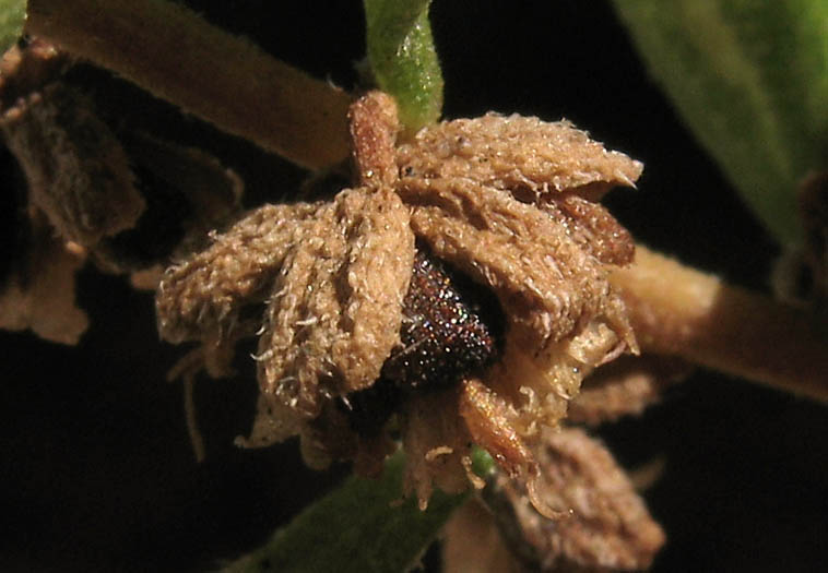 Detailed Picture 1 of San Diego Marsh-elder