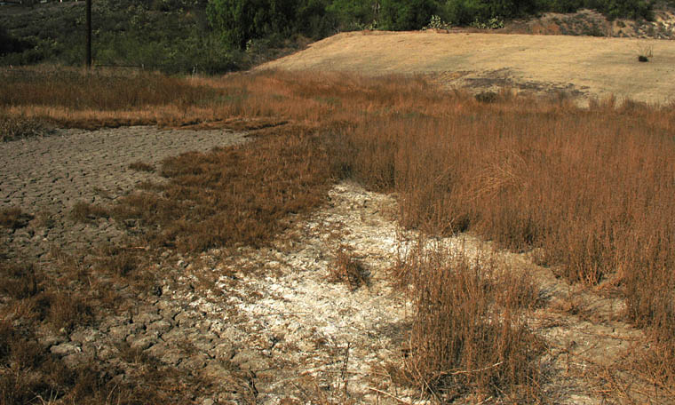Detailed Picture 7 of Southern Tarplant