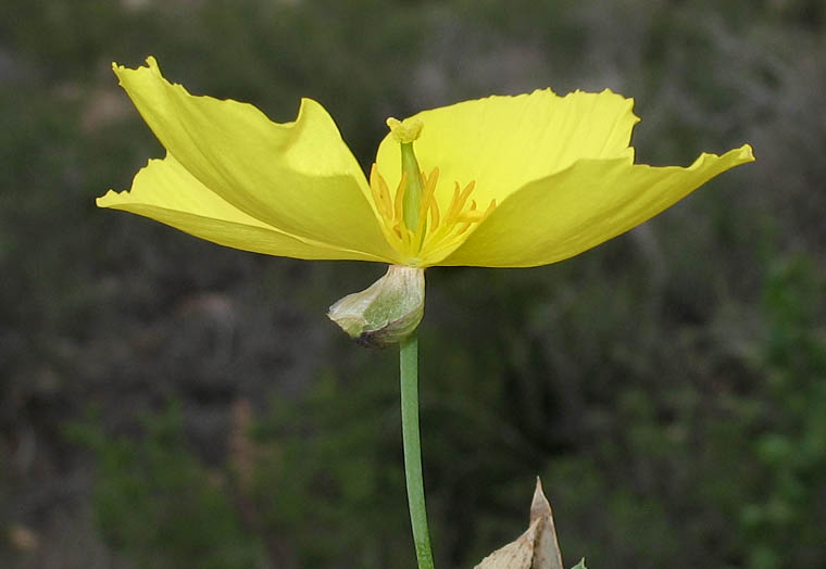 Detailed Picture 2 of Tree Poppy