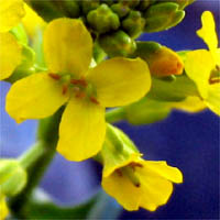 Thumbnail Picture of Winter Cress
