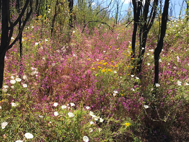 Contributer Supplied Photo