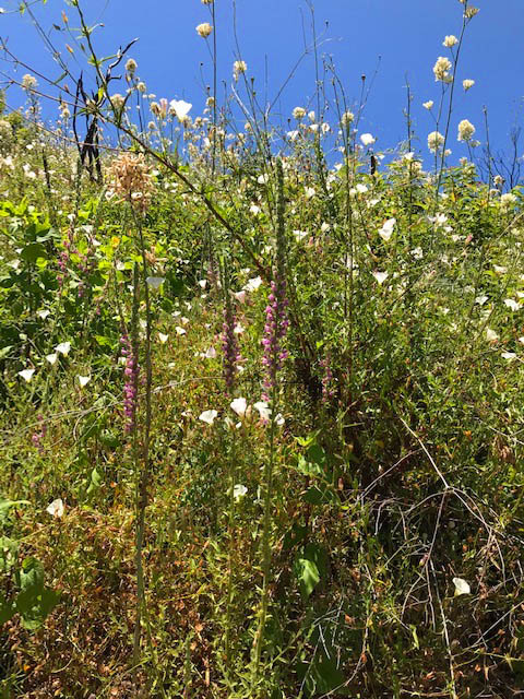 Contributer Supplied Photo